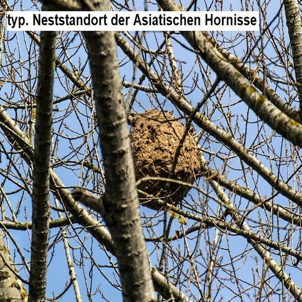 Bild_Hornisse_Nest