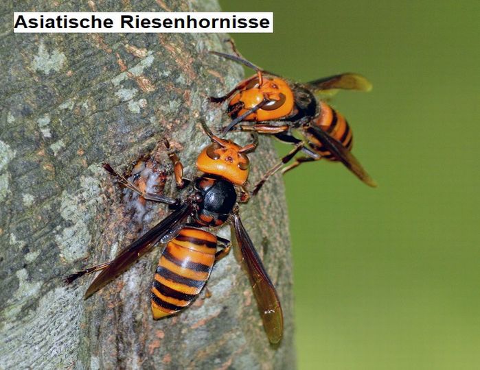 Bild_Riesenhornisse