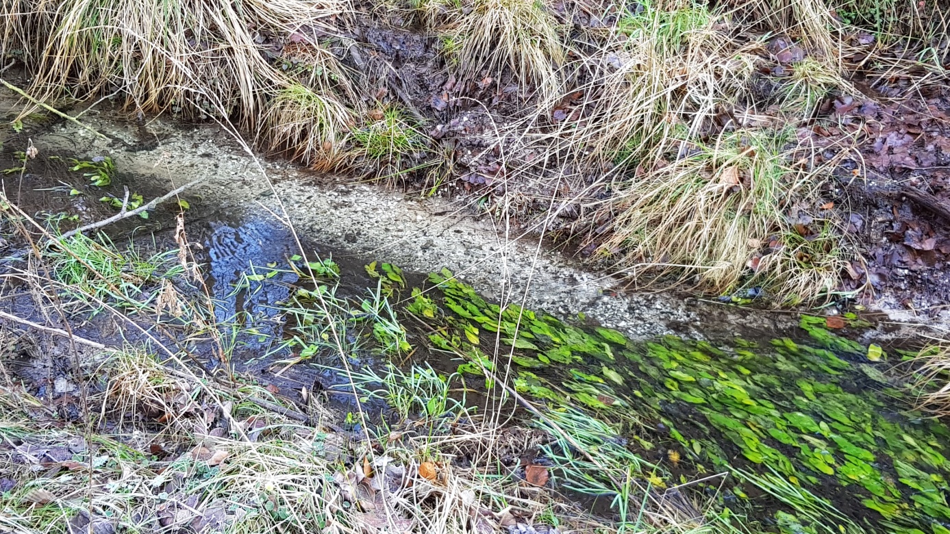 Helpensteiner_Bach_7__mit_UW_Vegetation.jpg