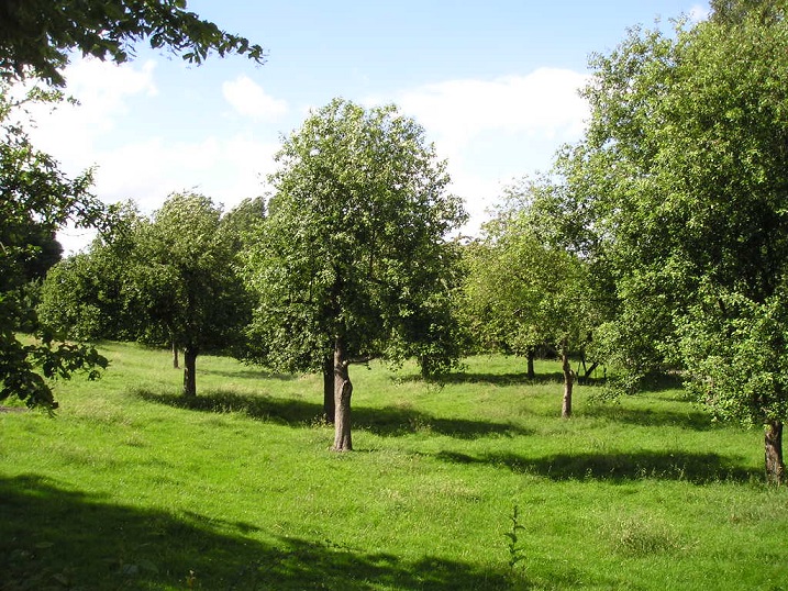 Bild_Obstweide_1_klein.jpg