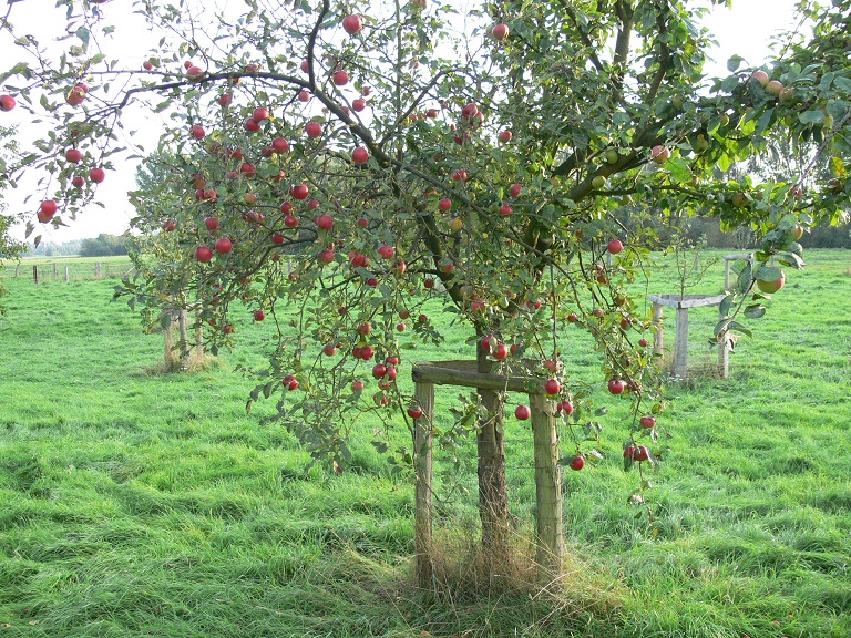 Bild_Obstweide_3_klein.jpg