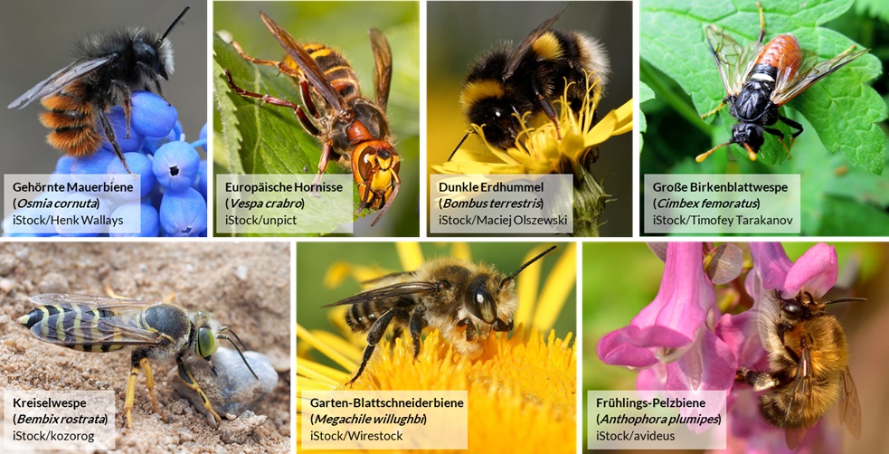 Das Bild zeigt sieben besonders geschützte Arten