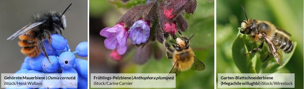 Es werden drei Wildbienenarten gezeigt