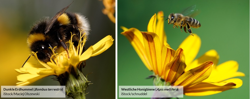 Bild einer dunklen Erdhummel und der westlichen Honigbiene
