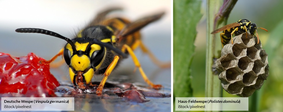 Bild der Deutschen Wespe und der Haus-Feldwespe