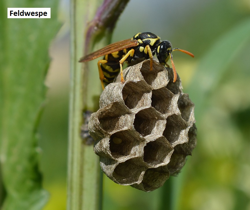 iStock_940168264_Feldwespe_klein_beschriftet.jpg